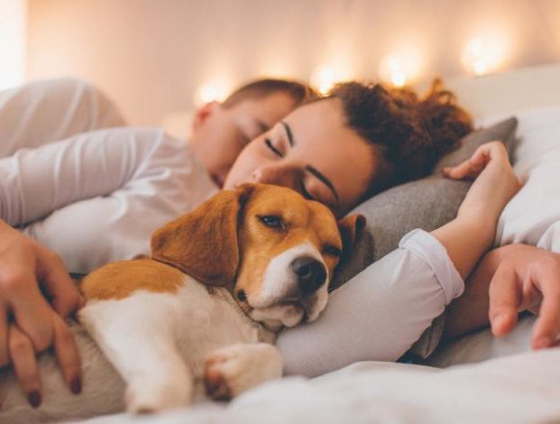 Porque Se Mea Mi Perro En Su Cama